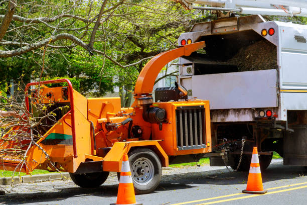 How Our Tree Care Process Works  in Emmaus, PA